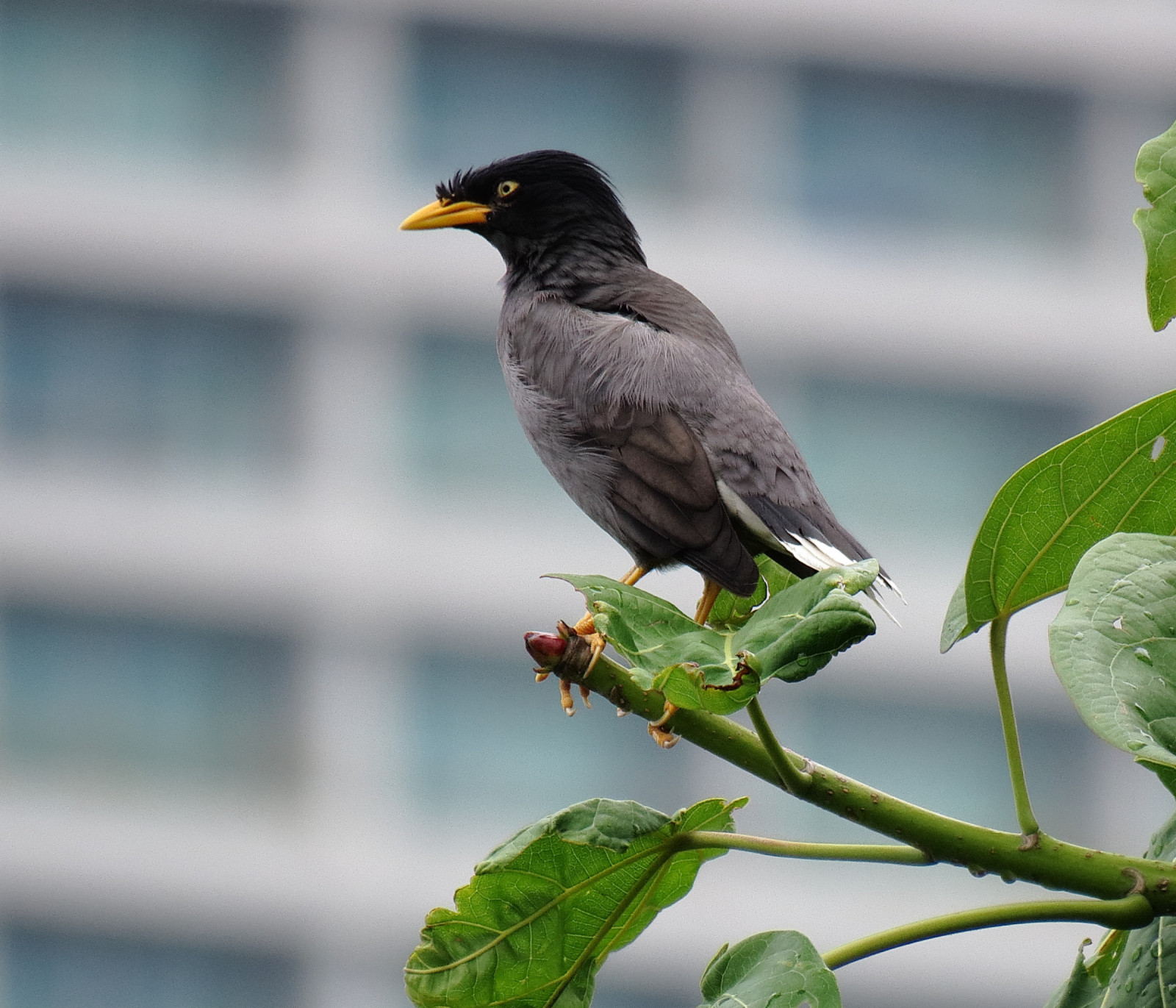 image Javan Myna